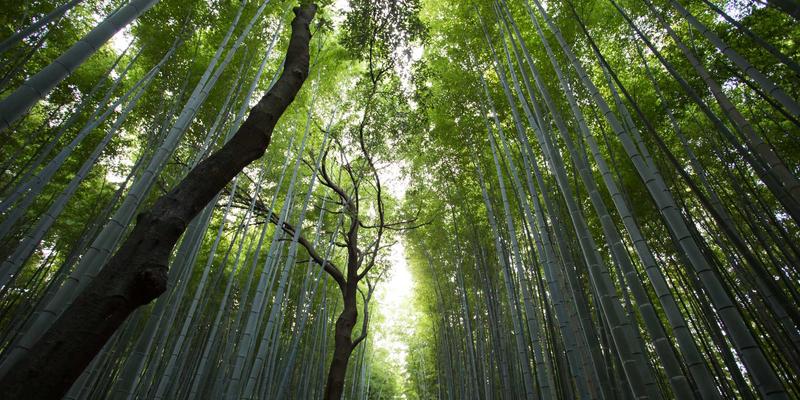 瑞能LED植物生长灯：全光谱照明解决方案如何提升温室作物产量与品质